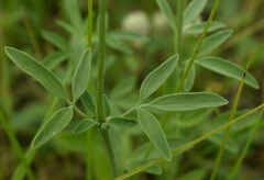 Florestina tripteris