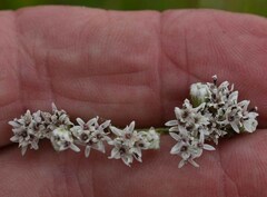 Florestina tripteris