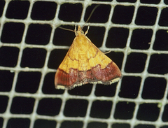 Pyrausta bicoloralis