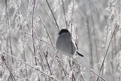 Pyrrhula pyrrhula cineracea