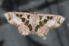 Scopula divisaria