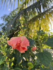 Hibisceae
