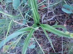 Hypoxis hemerocallidea