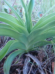 Hypoxis hemerocallidea