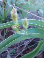Hypoxis hemerocallidea