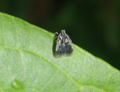 Bothriocera