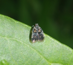 Bothriocera