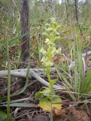 Pterygodium volucris
