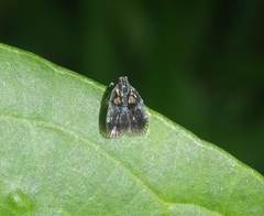 Bothriocera