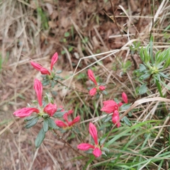 Rhododendron simsii