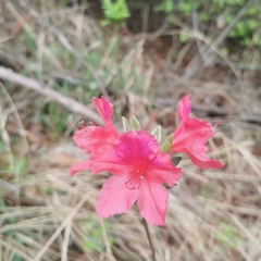 Rhododendron simsii