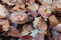 Xerocomellus pruinatus