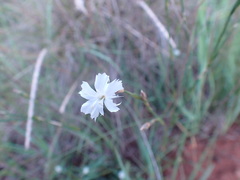 Dianthus mooiensis