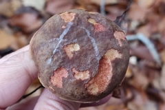 Xerocomellus pruinatus