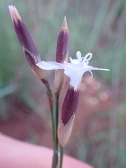 Dianthus mooiensis