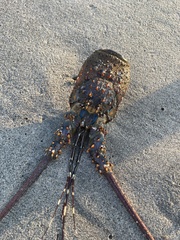 Panulirus inflatus