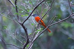 Pericrocotus solaris