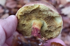 Xerocomellus pruinatus