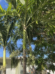 Ptychosperma elegans