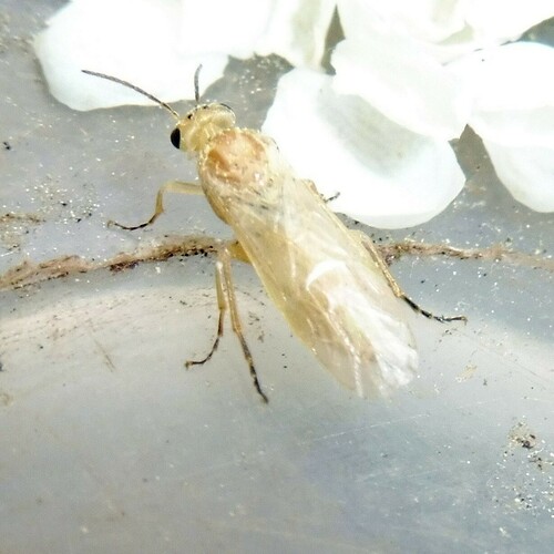 Rowan Berry-borer