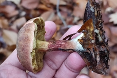 Xerocomellus pruinatus