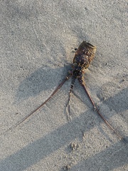 Panulirus inflatus