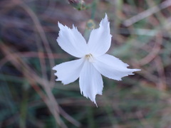 Dianthus mooiensis