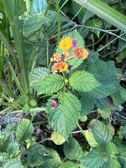 Lantana camara