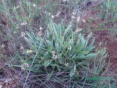 Helichrysum dasymallum