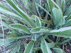 Helichrysum dasymallum