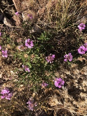 Glandularia wrightii