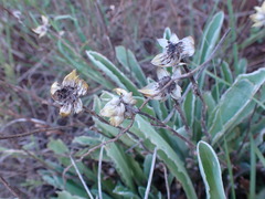 Helichrysum dasymallum