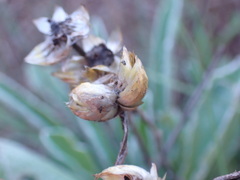 Helichrysum dasymallum