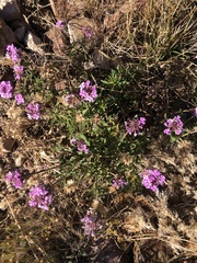 Glandularia wrightii