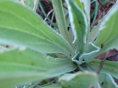 Helichrysum dasymallum