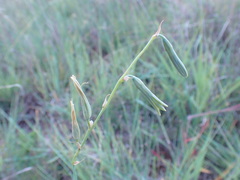Dipcadi marlothii