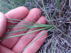 Dipcadi marlothii