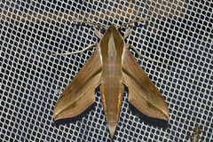 Hippotion boerhaviae