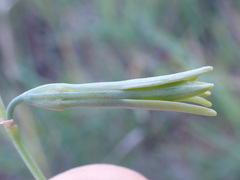 Dipcadi marlothii