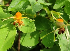 Phragmidium rosae-multiflorae