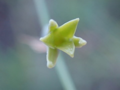 Dipcadi marlothii