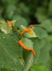Phragmidium rosae-multiflorae