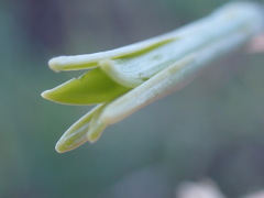 Dipcadi marlothii