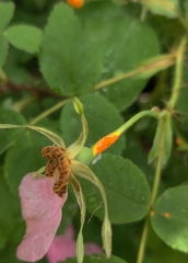 Phragmidium rosae-multiflorae