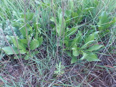 Pygmaeothamnus zeyheri