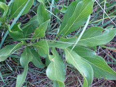 Pygmaeothamnus zeyheri