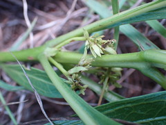 Pygmaeothamnus zeyheri