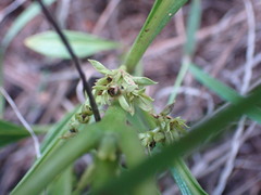 Pygmaeothamnus zeyheri