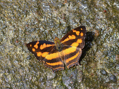 Symbrenthia hippoclus galepsus