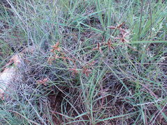 Cyperus rupestris